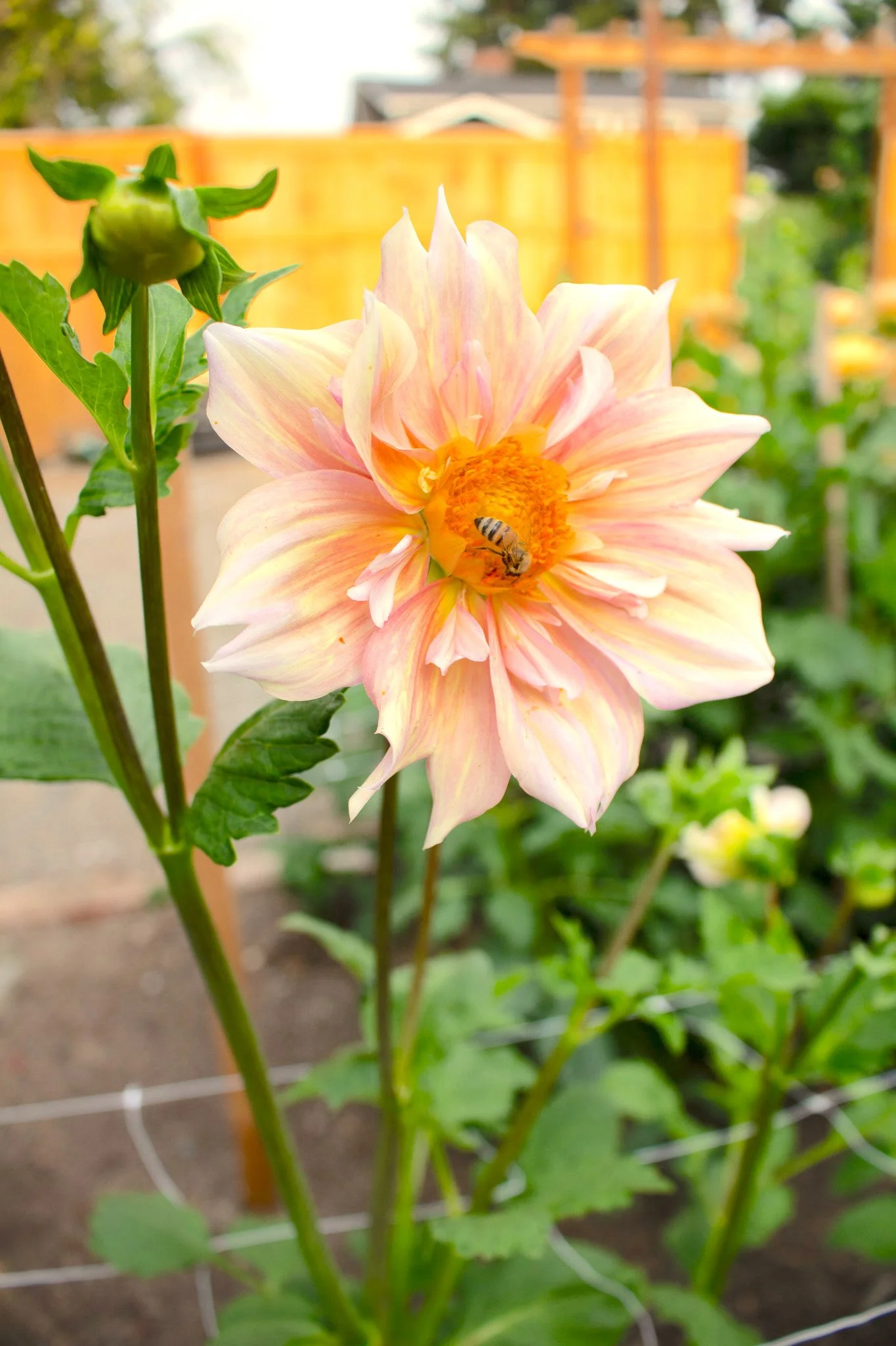 その他 DAHLIA Dahlia : Apple Blossom — ciderpress lane